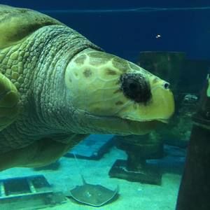 Meet your Posher, Rayfe